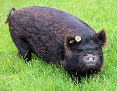 a small black pig with a flower in it's ear standing in the grass