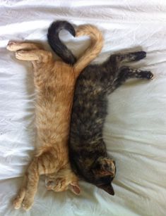 two cats laying on top of each other on a white sheet together, one has it's tail in the shape of a heart