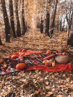 a blanket with pumpkins on it in the middle of a wooded area surrounded by leaves