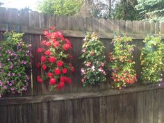 the flowers are hanging on the wooden fence