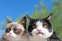 two cats sitting next to each other with trees in the background