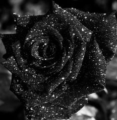 a black and white photo of a rose that is covered in sequins with water droplets