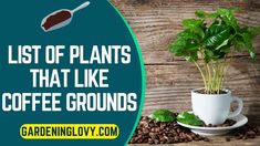 a cup filled with coffee beans next to a potted plant and the words list of plants that like coffee grounds