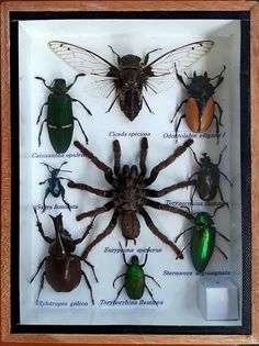 an insect display with many different types of bugs and insects in it's shadow box