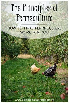 two chickens in an apple orchard with the title, the principals of permaculture how to make permaculture work for you