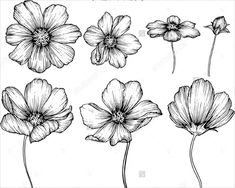 black and white drawing of flowers on a white background stock photo image 519781