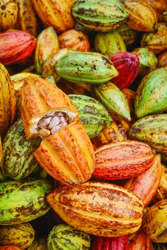 the cocoa beans are colorfully colored and ready to be picked up from the tree