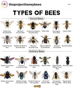 the different types of bees are shown in this chart, which shows how many species can be found