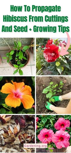 how to propagate hibiscus from cuttings and seed growing tips