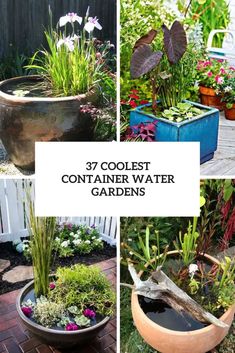 several different types of plants in pots with text overlay that reads 37 coolest container water gardens