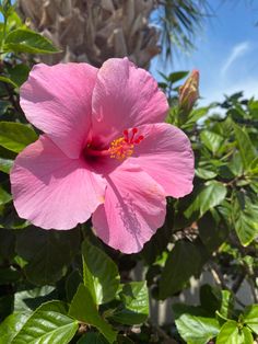 a pink flower is blooming in the sun