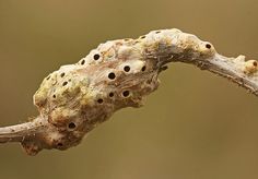 a close up of a bug on a branch with holes in it's skin