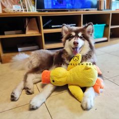 a dog laying on the floor next to a stuffed animal