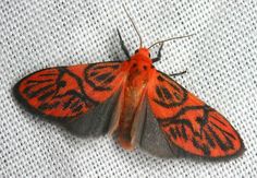 an orange and black moth sitting on top of a white cloth