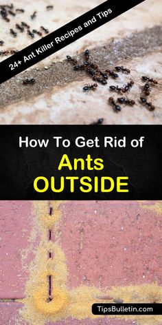 how to get rid of ants outside