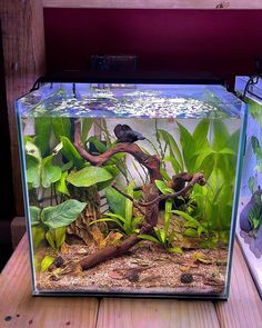 an aquarium filled with green plants and other aquatic items on top of a wooden table