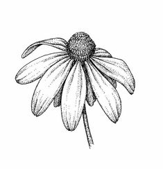 a black and white drawing of a flower