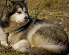 a husky dog is laying down in the grass