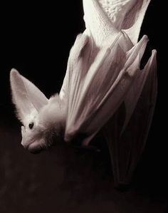 a white bat hanging upside down on a black surface with it's wings open