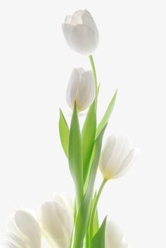 White Tulips, Green Leaves, Tulips, White Background, Vase, Water, Green, White