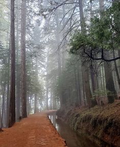 a dirt road in the middle of a forest with trees and water on both sides