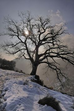 the sun shines brightly behind a bare tree on top of a snow covered hill