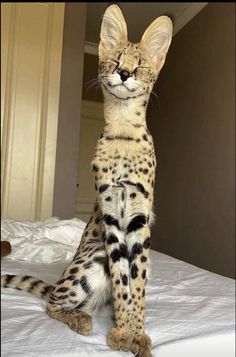 a cat sitting on top of a white bed