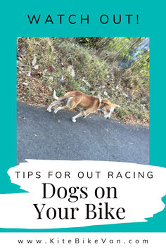 a dog running down the road with text overlay that reads tips for out racing dogs on your bike