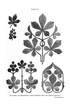 four different types of leaves and flowers