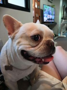 a small white dog sitting on top of a bed next to a woman's leg