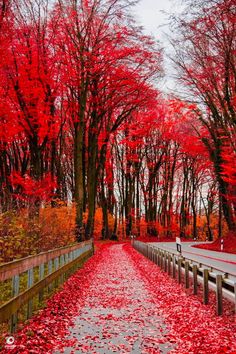 red leaves on the ground and trees in the background, with benches lined up along one side