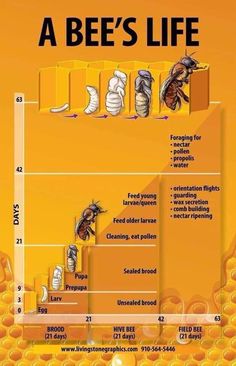 a bee's life chart showing the stages of bees in their hives and how they