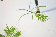 a green plant is hanging upside down in the air next to another plant with leaves