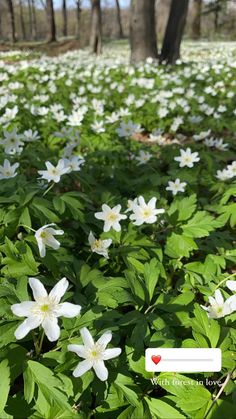 the flowers are blooming in the field with green leaves on it and red heart sticker next to them