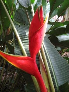 a red bird of paradise plant with green leaves in the background and water droplets on it's petals