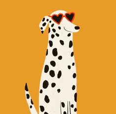 a dalmatian dog with heart shaped sunglasses on its head and legs, sitting in front of an orange background