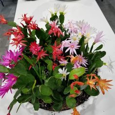 there is a potted plant with flowers in it on the table next to a plate