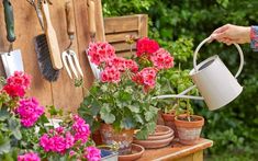 a woman watering flowers in her garden on a wooden table with potted plants and gardening utensils