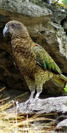 a green and yellow bird sitting on top of a tree branch next to some rocks