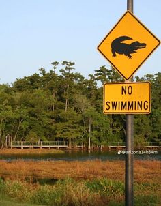 there is a yellow sign that says no swimming on the side of the road with an alligator in it