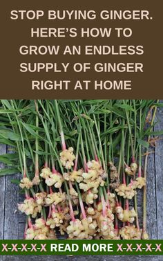 some green onions are on the ground with text that reads stop buying ginger here's how to grow an endless supply of ginger right at home