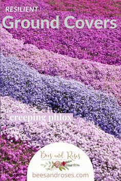 a field with purple flowers and the words, resilient ground covers creeping ploy