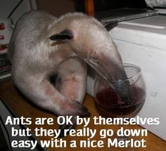 Ants and Merlot Ant Eater, Wine Meme, Wine Images, Medieval Life, I Just Love You, Funny Animal Memes, Animal Memes, Animal Kingdom, God Bless