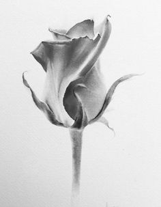 a black and white photo of a single flower on a paper sheet with watercolor pencils