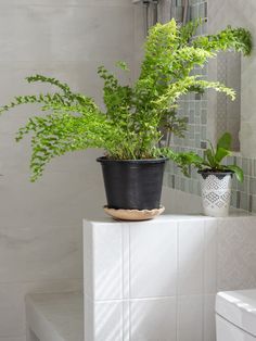 two potted plants sitting on top of a white shelf in a bathroom next to a toilet