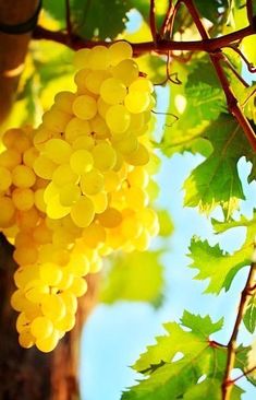 grapes growing on the vine in an orchard