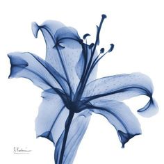 a blue flower on a white background