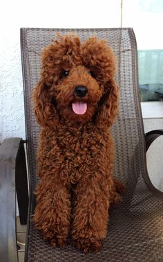 a brown poodle sitting on top of a chair with its tongue out and it's mouth open