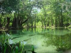 the water is clear and green with trees around it