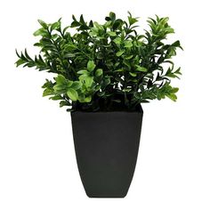 a potted plant with green leaves is shown on a white background for use as a decoration